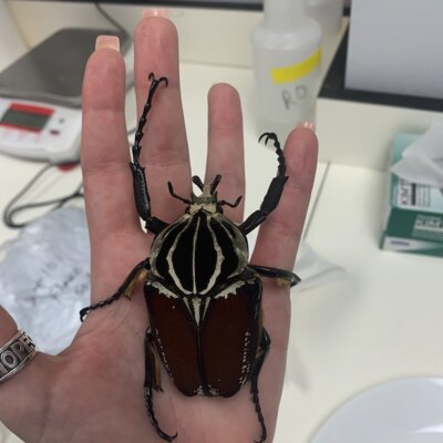 Goliath beetle