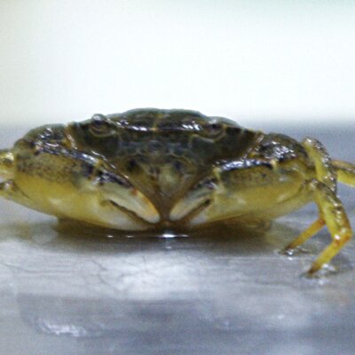 Crab