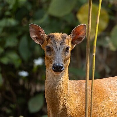 Muntjac deer